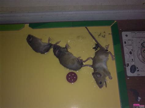 老鼠死在家門口 外國房子